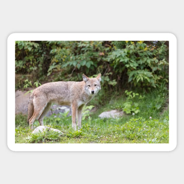 A lone Coyote in the forest Sticker by josefpittner